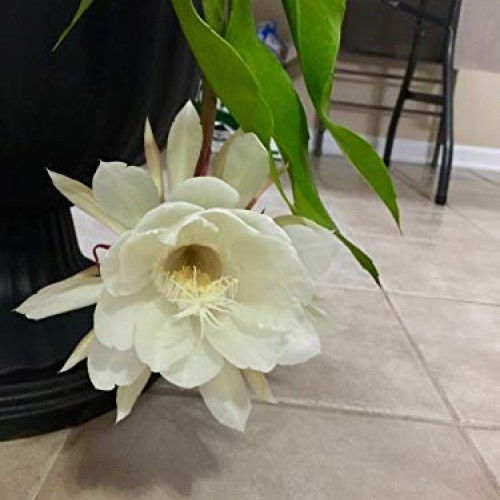 COLIBROX 2 pcs Cuttings White Orchid Cactus Epiphyllum Oxypetalum