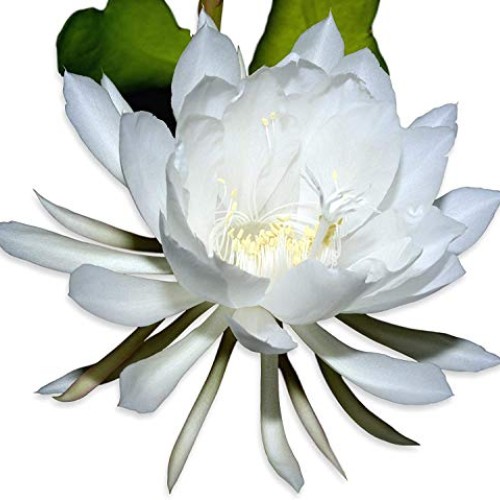 COLIBROX 2 pcs Cuttings White Orchid Cactus Epiphyllum Oxypetalum