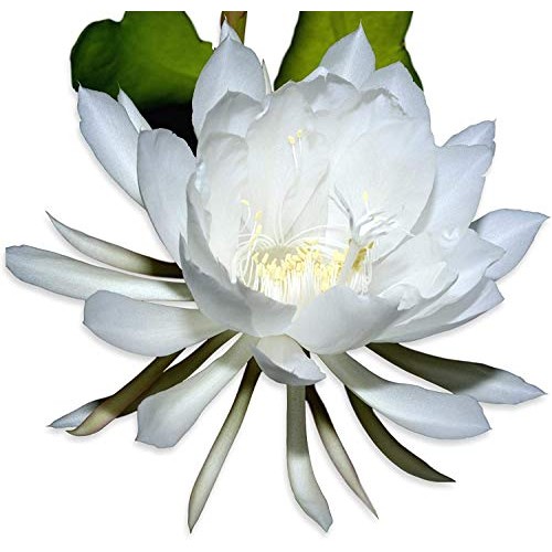 COLIBROX 2 pcs Cuttings White Orchid Cactus Epiphyllum Oxypetalum