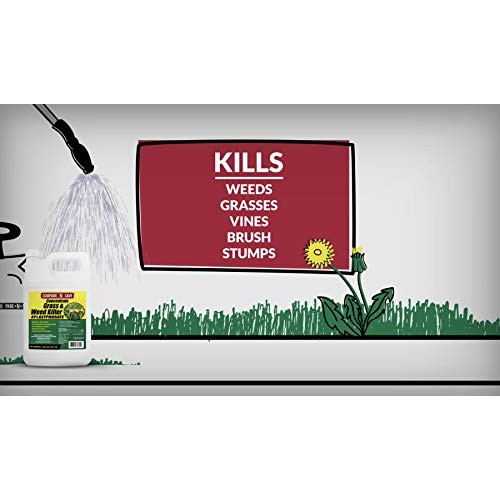 Compare-N-Save 016869 Concentrate Grass and Weed Killer, 41-Percen...