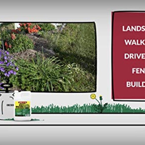 Compare-N-Save 016869 Concentrate Grass and Weed Killer, 41-Percen...
