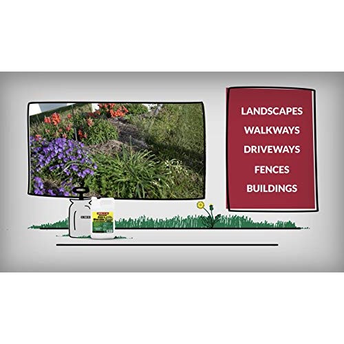 Compare-N-Save 016869 Concentrate Grass and Weed Killer, 41-Percen...