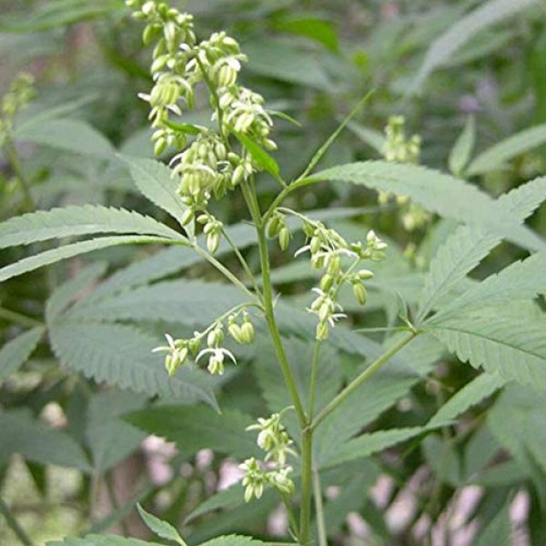 300pcs Hemp Seeds Sativa Organic Non GMO Garden Plant Rare Bonsai ...