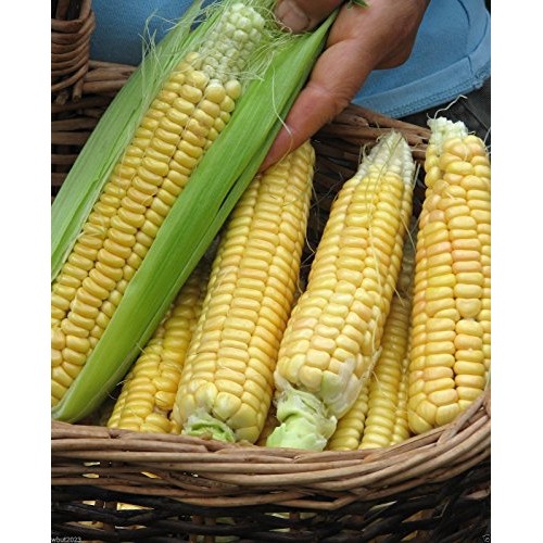 200 Corn Seed,Golden Bantam 8 row O.P. Heirloom,Very Sweet !