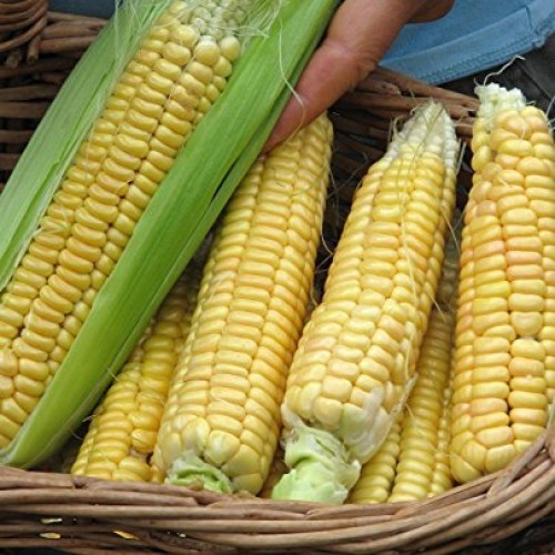 200 Corn Seed,Golden Bantam 8 row O.P. Heirloom,Very Sweet !