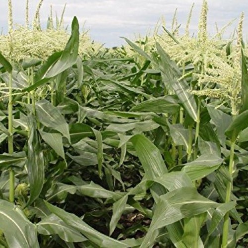 200 Corn Seed,Golden Bantam 8 row O.P. Heirloom,Very Sweet !