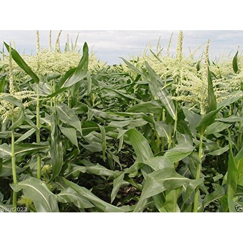 200 Corn Seed,Golden Bantam 8 row O.P. Heirloom,Very Sweet !