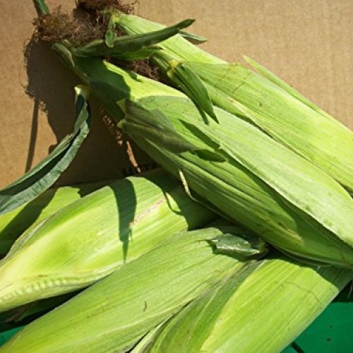 200 Corn Seed,Golden Bantam 8 row O.P. Heirloom,Very Sweet !