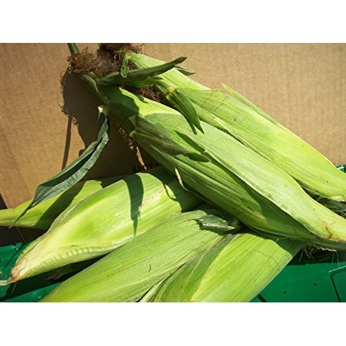 200 Corn Seed,Golden Bantam 8 row O.P. Heirloom,Very Sweet !