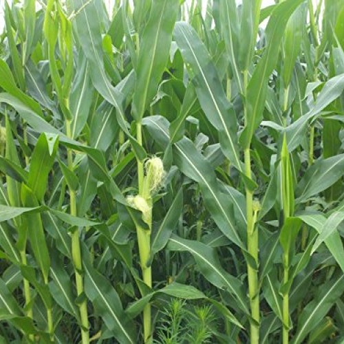 200 Corn Seed,Golden Bantam 8 row O.P. Heirloom,Very Sweet !