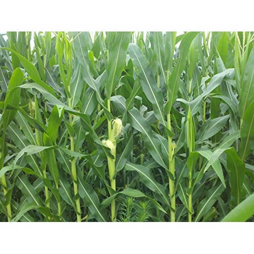 200 Corn Seed,Golden Bantam 8 row O.P. Heirloom,Very Sweet !