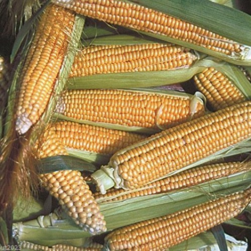 200 Corn Seed,Golden Bantam 8 row O.P. Heirloom,Very Sweet !