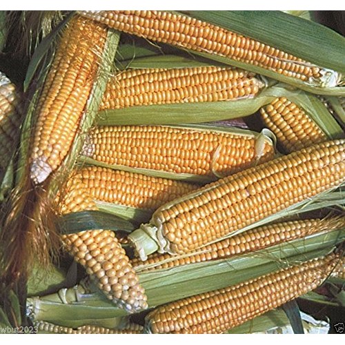 200 Corn Seed,Golden Bantam 8 row O.P. Heirloom,Very Sweet !