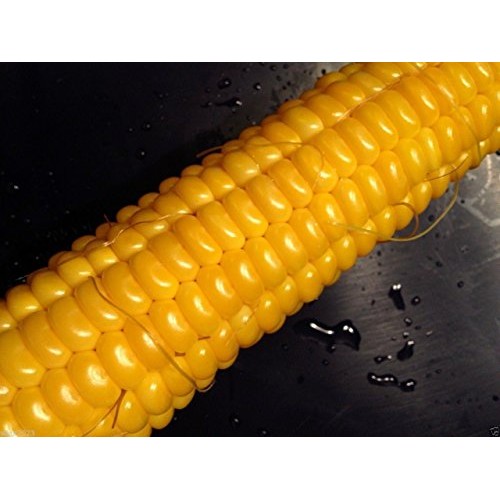 200 Corn Seed,Golden Bantam 8 row O.P. Heirloom,Very Sweet !