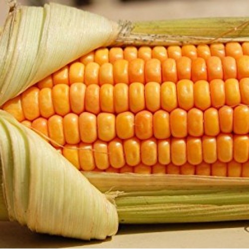 200 Corn Seed,Golden Bantam 8 row O.P. Heirloom,Very Sweet !
