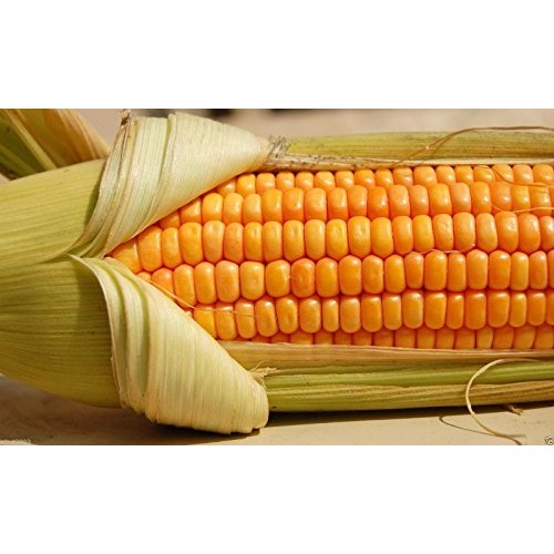 200 Corn Seed,Golden Bantam 8 row O.P. Heirloom,Very Sweet !