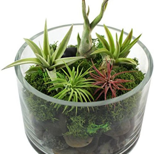 Variety Pack of Small Tillandsia Air Plants, Assortment of Exotic,...