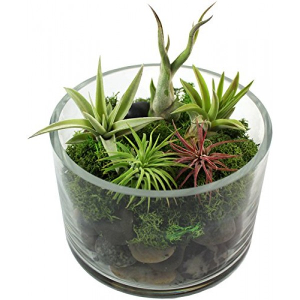 Variety Pack of Small Tillandsia Air Plants, Assortment of Exotic,...