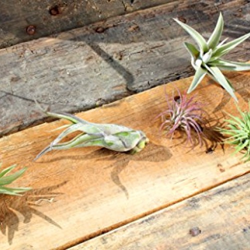 Variety Pack of Small Tillandsia Air Plants, Assortment of Exotic,...