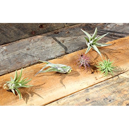 Variety Pack of Small Tillandsia Air Plants, Assortment of Exotic,...