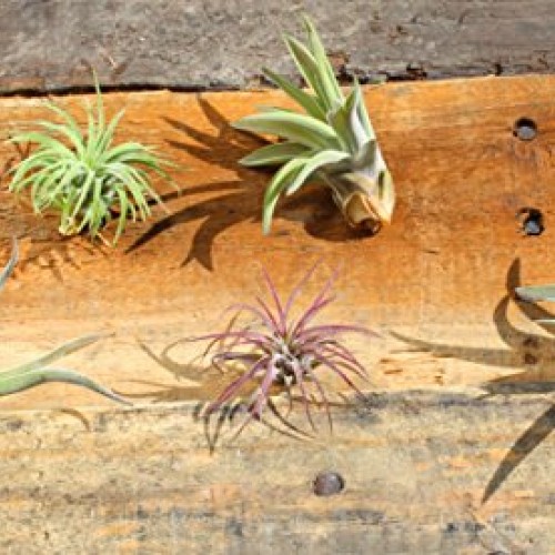Variety Pack of Small Tillandsia Air Plants, Assortment of Exotic,...