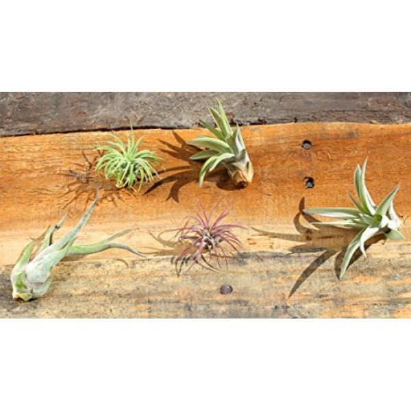 Variety Pack of Small Tillandsia Air Plants, Assortment of Exotic,...