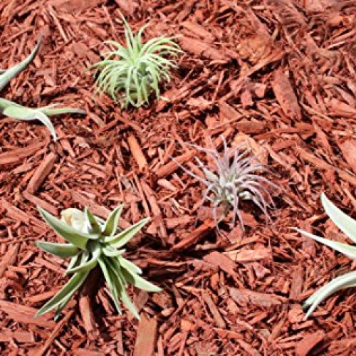 Variety Pack of Small Tillandsia Air Plants, Assortment of Exotic,...