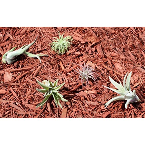 Variety Pack of Small Tillandsia Air Plants, Assortment of Exotic,...