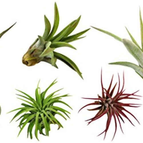 Variety Pack of Small Tillandsia Air Plants, Assortment of Exotic,...