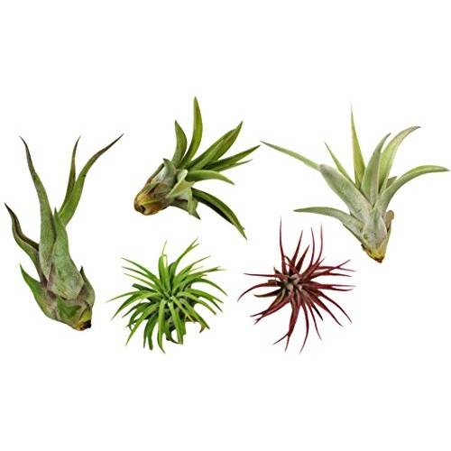 Variety Pack of Small Tillandsia Air Plants, Assortment of Exotic,...