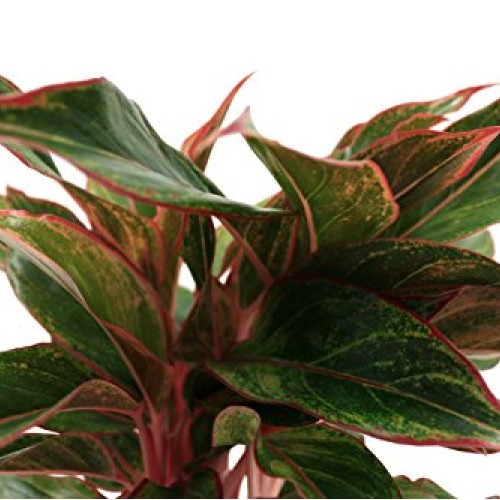 Costa Farms Aglaonema Red Chinese Evergreen Live Indoor Plant, 14-...