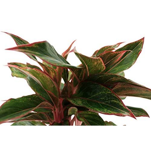 Costa Farms Aglaonema Red Chinese Evergreen Live Indoor Plant, 14-...