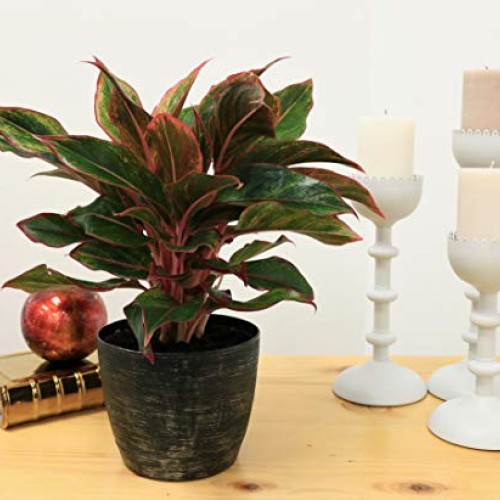 Costa Farms Aglaonema Red Chinese Evergreen Live Indoor Plant, 14-...