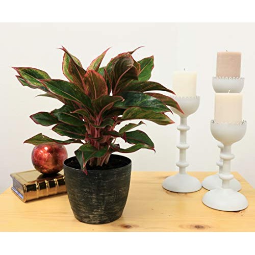 Costa Farms Aglaonema Red Chinese Evergreen Live Indoor Plant, 14-...
