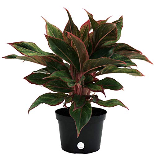 Costa Farms Aglaonema Red Chinese Evergreen Live Indoor Plant, 14-...