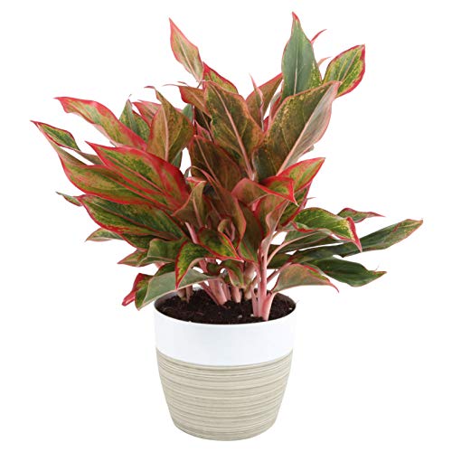 Costa Farms Aglaonema Red Chinese Evergreen Live Indoor Plant, 14-...