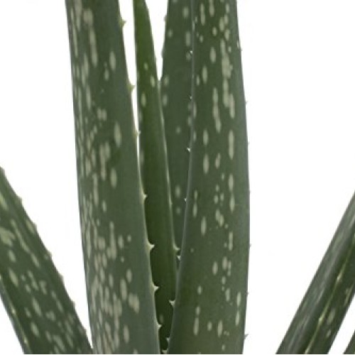 Costa Farms Aloe, Live Indoor Plant, 12 to 14-Inches Tall, Ships i...