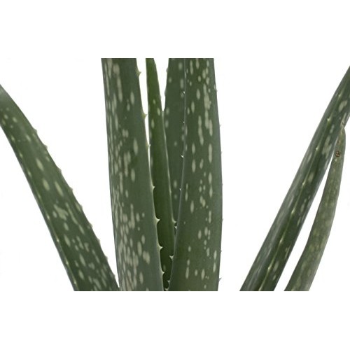 Costa Farms Aloe, Live Indoor Plant, 12 to 14-Inches Tall, Ships i...