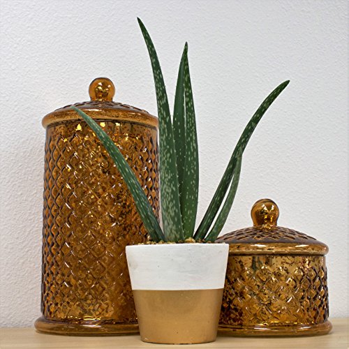Costa Farms Aloe, Live Indoor Plant, 12 to 14-Inches Tall, Ships i...