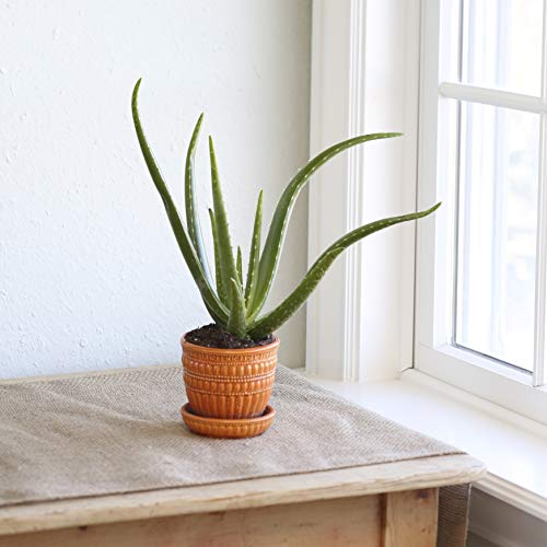 Costa Farms Aloe, Live Indoor Plant, 12 to 14-Inches Tall, Ships i...