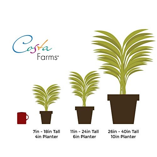 Costa Farms Aloe, Live Indoor Plant, 12 to 14-Inches Tall, Ships i...