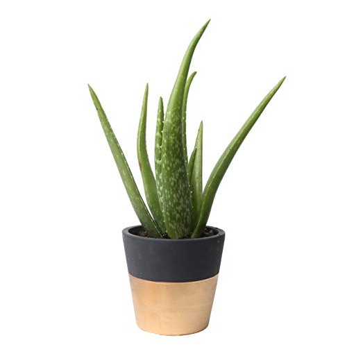 Costa Farms Aloe, Live Indoor Plant, 12 to 14-Inches Tall, Ships i...