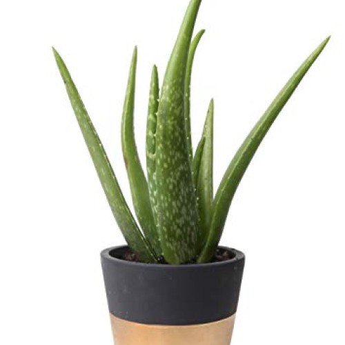 Costa Farms Aloe, Live Indoor Plant, 12 to 14-Inches Tall, Ships i...