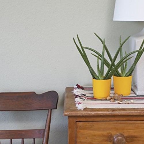 Costa Farms Aloe Vera Live Indoor Plant Ships in Grow Pot, 10-Inch...