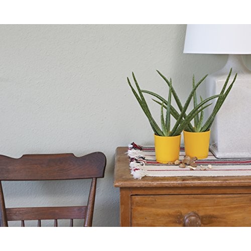 Costa Farms Aloe Vera Live Indoor Plant Ships in Grow Pot, 10-Inch...