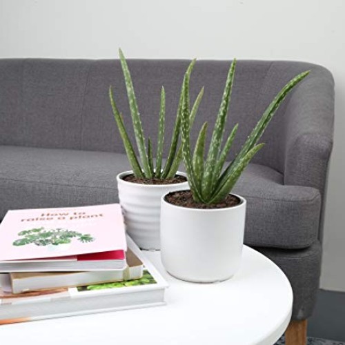 Costa Farms Aloe Vera Live Indoor Plant Ships in Grow Pot, 10-Inch...