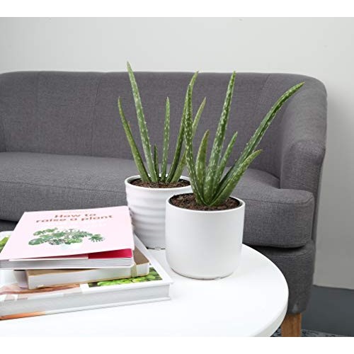 Costa Farms Aloe Vera Live Indoor Plant Ships in Grow Pot, 10-Inch...