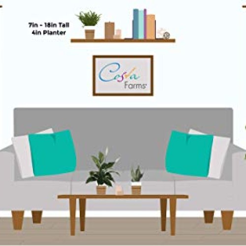 Costa Farms Aloe Vera Live Indoor Plant Ships in Grow Pot, 10-Inch...