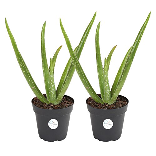 Costa Farms Aloe Vera Live Indoor Plant Ships in Grow Pot, 10-Inch...