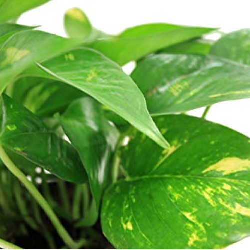 Costa Farms Golden Pothos Devils Ivy Live Indoor Plant, 6-Inch